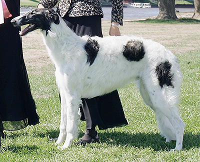 2009 Futurity Dog, 6 months and under 9 - 1st