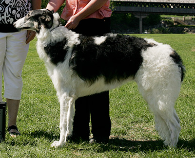 2009 Futurity Dog, 6 months and under 9 - 3rd