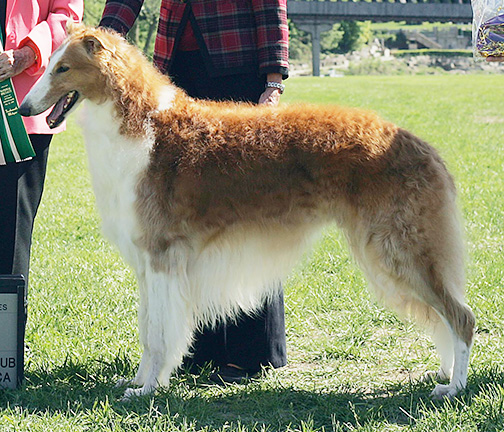 2009 Veteran Sweepstakes Dog, 7 years and under 8 - 1st