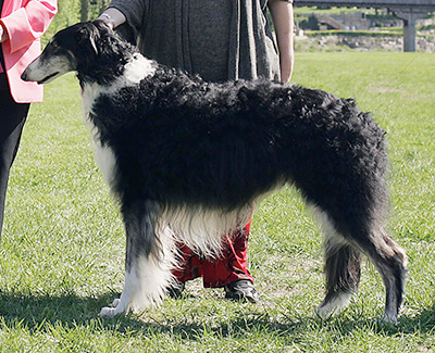 2009 Veteran Sweepstakes Dog, 9 months and under 12 - 1st