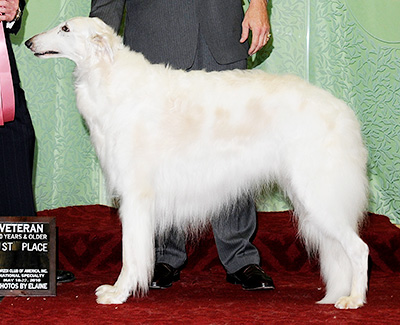 2009 Veteran Sweepstakes Dog, 9 years and under 10 - 1st
