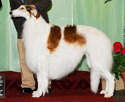 2010 Veteran Sweepstakes Dog, 9 years and under 10 - 1st