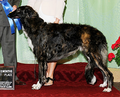 2010 Dog, 9 months and under 12 - 1st
