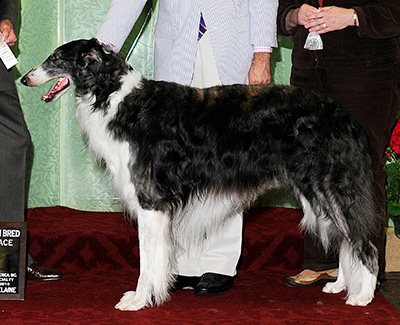 2010 Dog, Amerian Bred - 4th