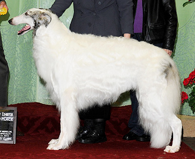 2010 Dog, Bred by Exhibitor - 3rd