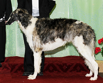 2010 Futurity Dog, 18 months and under 21 - 3rd