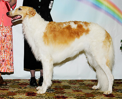 2011 Dog, Bred by Exhibitor - 2nd
