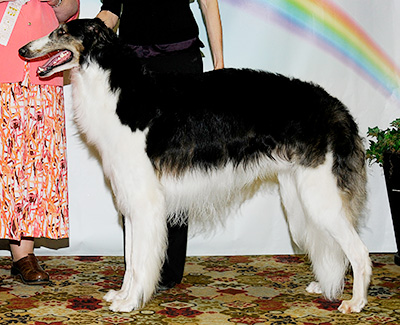 2011 Dog, Bred by Exhibitor - 4th