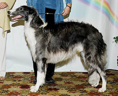 2011 Futurity Dog, 12 months and under 15 - 4th