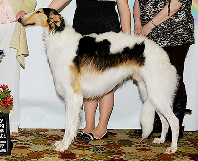 2011 Futurity Dog, 18 months and under 21 - 1st