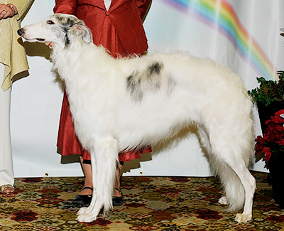 2011 Futurity Dog, 21 months and under 24 - 2nd