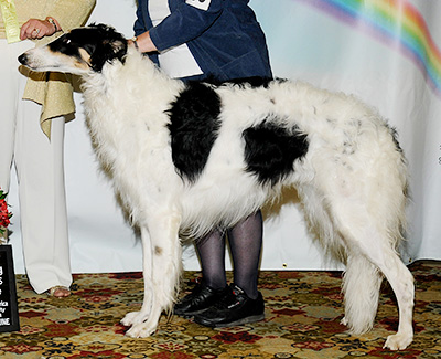 2011 Futurity Dog, 21 months and under 24 - 3rd