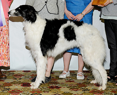 2011 Reserve Winners Dog