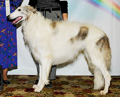 2011 Futurity Dog, 12 months and under 15 - 2nd