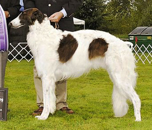 2012 ASFA Best of Breed