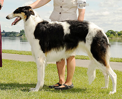 2012 Dog, 9 months and under 12 - 1st