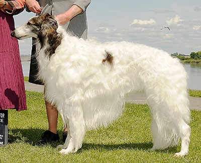 2012 Dog, Bred by Exhibitor - 2nd