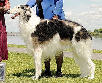 2012 Dog, Bred by Exhibitor - 4th