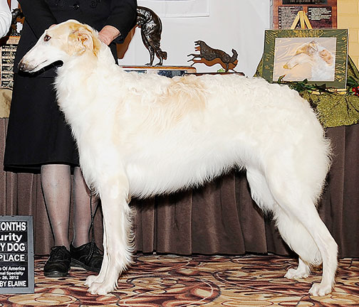 2012 Futurity Dog, 9 months and under 12 - 2nd