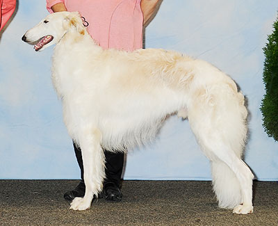 2013 Dog, 12 months and under 18 - 2nd