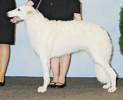 2013 Futurity Dog, 6 months and under 9 - 2nd