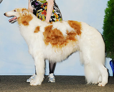 2013 Dog, Bred by Exhibitor - 2nd