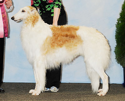 2013 Veteran Sweepstakes Dog, 7 years and under 8 - 1st