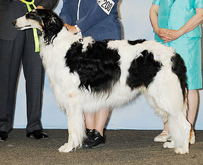 2013 Dog, Veteran 7 years and under 10 - 4th
