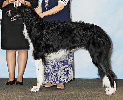 2013 Futurity Dog, 18 months and under 21 - 2nd