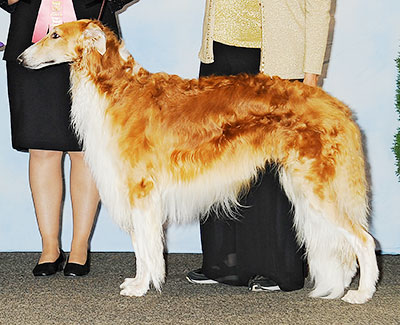 2013 Futurity Dog, 21 months and under 24 - 1st