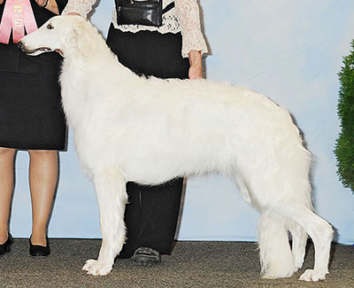 2013 Futurity Dog, 15 months and under 18 - 1st