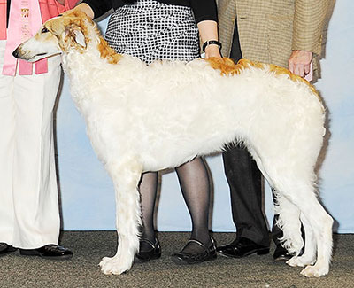 2013 Futurity Dog, 6 months and under 9 - 4th