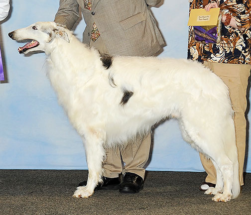 2013 Veteran Sweepstakes Dog, 9 years and under 10 - 1st