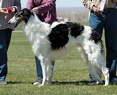 2014 AKC Lure Coursing Open 4th