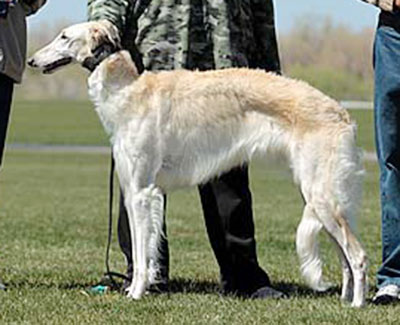 2014 AKC Lure Coursing Special 1st