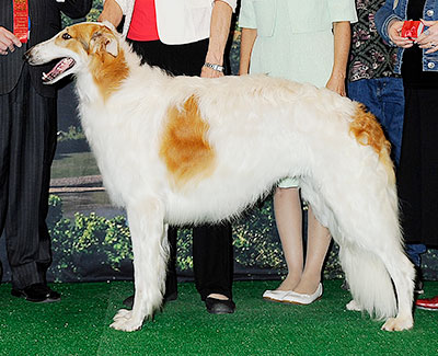 2014 Puppy Sweepstakes Dog, 15 months and under 18 - 1st