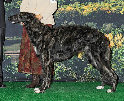 2014 Dog, 6 months and under 9 - 1st
