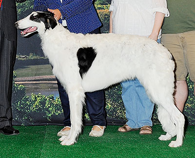 2014 Dog, 6 months and under 9 - 2nd
