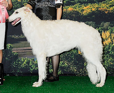 2014 Futurity Dog, 9 months and under 12 - 1st