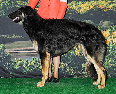 2014 Dog, 9 months and under 12 - 2nd