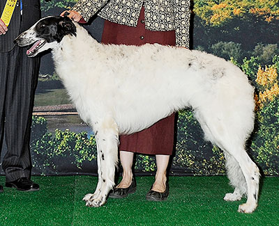 2014 Dog, 9 months and under 12 - 3rd