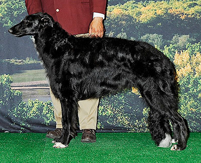 2014 Dog, Bred by Exhibitor - 3rd