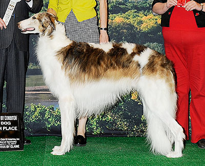 2014 Dog, Bred by Exhibitor - 4th