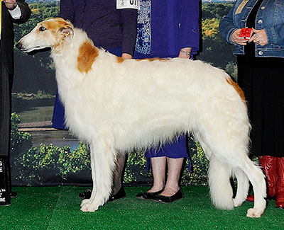 2014 Dog, Open - 3rd
