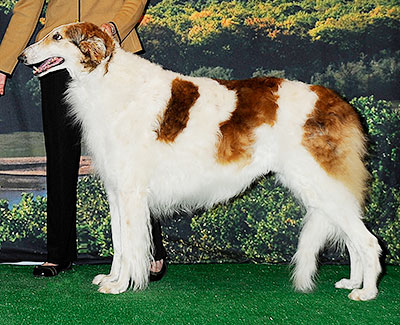 2014 Veteran Sweepstakes Dog, 10 years and over - 1st