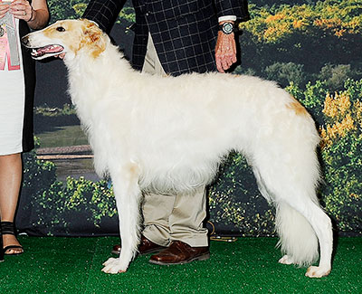 2014 Futurity Dog, 12 months and under 15 - 1st