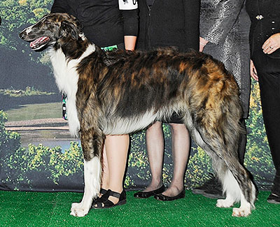 2014 Futurity Dog, 15 months and under 18 - 2nd