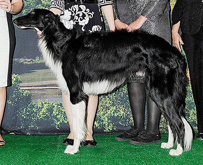 2014 Futurity Dog, 15 months and under 18 - 4th