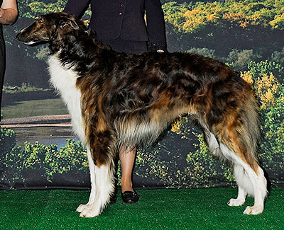 2014 Futurity Dog, 18 months and under 21 - 3rd
