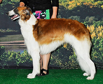 2014 Futurity Dog, 21 months and under 24 - 2nd